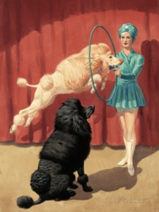 walter-weber-french-poodle-jumps-through-a-hoop-during-a-circus-performance